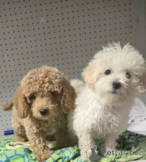 Фото №1. пудель (той) - купить в Апостолово за 37107₽. Объявление №164736