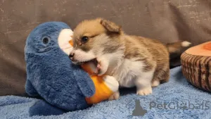 Дополнительные фото: Элитные щенки