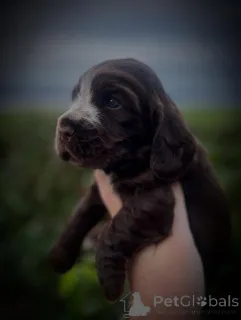 Фото №3. Встречайте Bentley элегантность в движении и любовь в духе. Наш маленький.  Франция