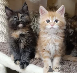 Фото №1. сибирская - купить в Колоне за Бесплатно. Объявление №160190