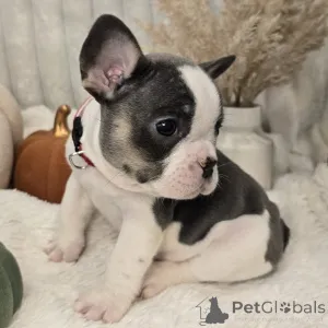 Дополнительные фото: Милые, шикарные и уютные кокосы, готовые украсть ваше сердце в истинно