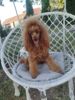 Дополнительные фото: Щенки той-пуделя абрикосового окраса