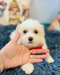 Дополнительные фото: Продаются милые очаровательные щенки мальтийской болонки. Свяжитесь с WhatsApp