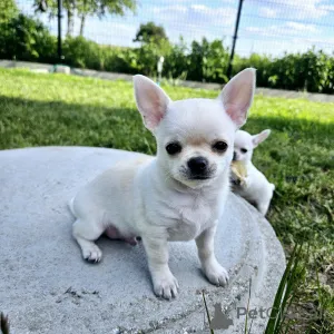 Фото №1. чихуахуа - купить в Варшаве за 92767₽. Объявление №140911