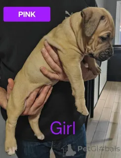 Фото №2 к объявлению №161555 о продаже беспородную - купить в Австралии частное объявление