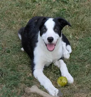 Фото №3. CBCA-registrierte Border-Collie-Welpen.  Германия