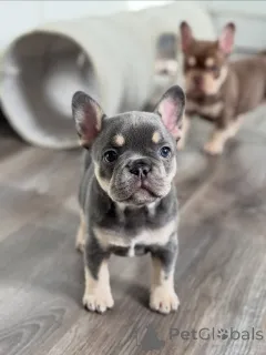 Фото №2 к объявлению №165634 о продаже французского бульдога - купить в Германии частное объявление, заводчик