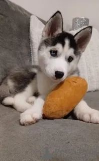 Фото №2 к объявлению №161320 о продаже сибирского хаски - купить в Андорре 