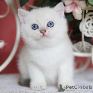 Фото №3. Продаются очаровательные золотистые котята Британской короткошерстной кошки. Великобритания