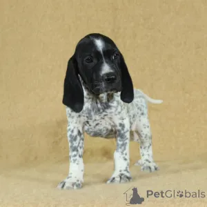 Дополнительные фото: Dauvergne Lof Braque Pucks, чтобы забронировать