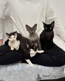 Фото №1. девон рекс - купить в Стокгольм за договорная. Объявление №161180