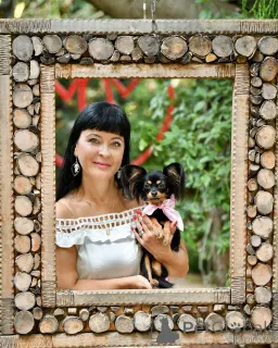 Дополнительные фото: Той терьер Русский Той щенки с родословной