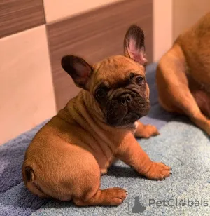 Дополнительные фото: Французский бульдог Од Куче Дон