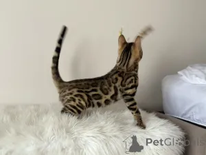 Дополнительные фото: Шикарные Бенгальские котята