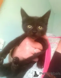 Дополнительные фото: Котята Манчкин