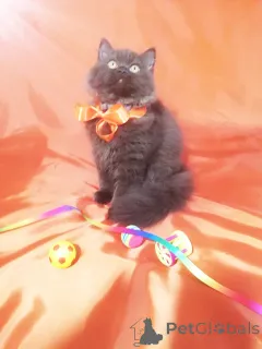 Фото №3. Роскошный британкий котик в сладком окрасе. Беларусь