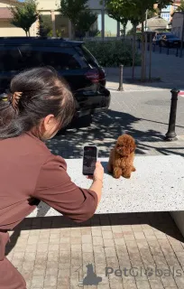 Дополнительные фото: Самка той-пуделя