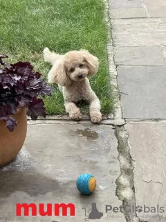 Дополнительные фото: 4 Entzückende Maltipoo-babys 1.800