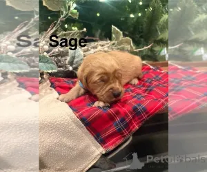 Фото №1. кинг-чарльз-спаниель, золотистый ретривер - купить в Adelaide за договорная. Объявление №161052