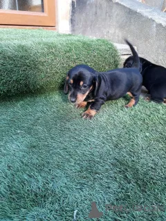 Дополнительные фото: Щенки таксы