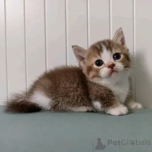 Фото №3. Очаровательный котенок Munchkin для усыновления Свяжитесь с нами через бизнес. Швейцария