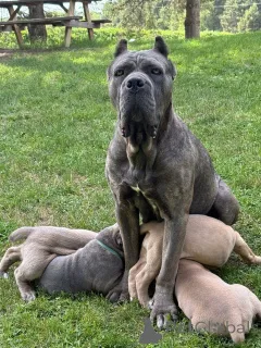 Дополнительные фото: Nuttede Cane Corso очень красив и безопасен для всех