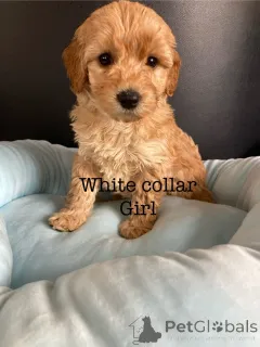 Дополнительные фото: Потрясающие щенки какапу F1B