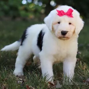 Фото №1. беспородная - купить в Август Бург за 27830₽. Объявление №151421