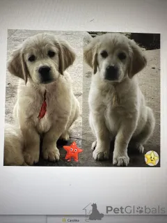 Дополнительные фото: Golden Sanitacteamday