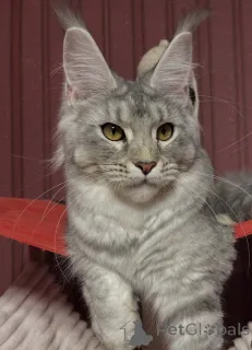 Фото №1. мейн-кун - купить в Белэр за договорная. Объявление №162654