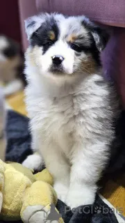 Дополнительные фото: Австралийская овчарка