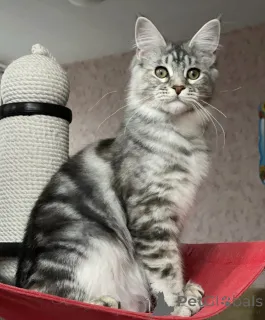 Фото №2 к объявлению №163184 о продаже мейн-кун - купить в Германии заводчик