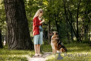 Дополнительные фото: Бро - ваш будущий лучший Друг! В добрые руки