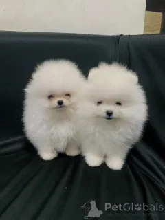 Фото №1. померанский шпиц - купить в Праге за Бесплатно. Объявление №163563