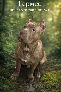 Фото №1. американский питбультерьер - купить в Баку за 125815₽. Объявление №166097