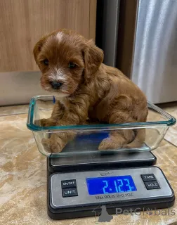 Фото №3. Wunderschöne Cavapoo-Welpen suchen einliebevolles neues Zuhause.  Люксембург