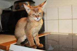 Дополнительные фото: Котята Чаузи