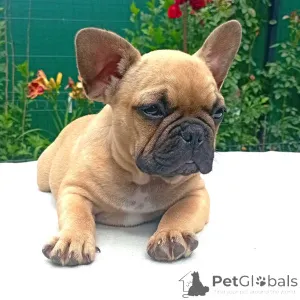 Фото №3. Французский бульдог Welpen zu vermitteln..  Германия