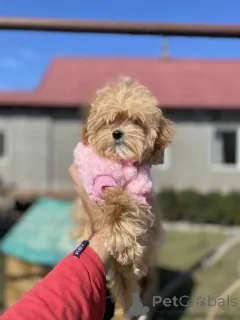 Фото №4. Продажа мальтипу в Кривом Роге частное объявление - цена 71894₽