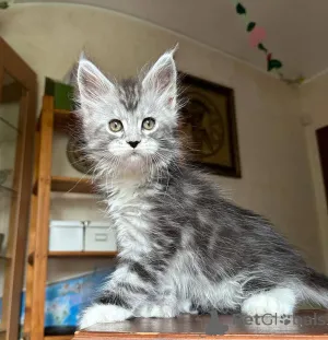 Фото №3. Kocięta rasy Maine Coon dostępne na sprzedaż. Польша