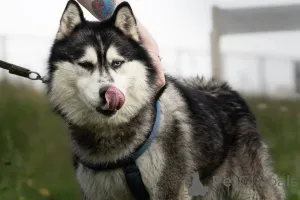 Дополнительные фото: Харизматичный хаски по имени Борис ищет своего человека!