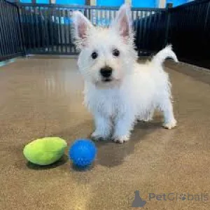 Фото №3. Щенки West Highland White Terrier.  Германия