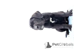 Фото №2 к объявлению №140487 о продаже кане-корсо - купить в Румынии заводчик