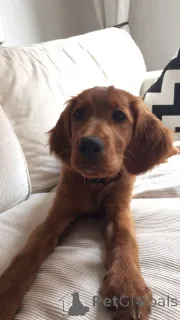 Фото №3. Ирландский сеттер.  Германия