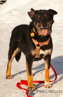 Фото №1. беспородная - купить в Москова за Бесплатно. Объявление №167279