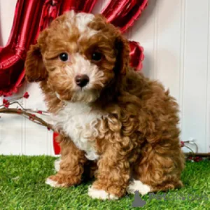 Фото №1. пудель (той) - купить в Дюссельдорфе за 32468₽. Объявление №165017