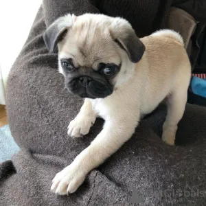 Дополнительные фото: Мопс щенки готовы к возвращению домой