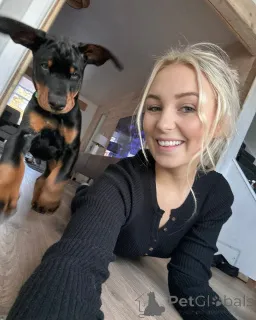 Фото №3. KC зарегистрированный Doberman Puppy.  Германия