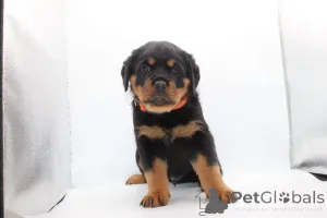 Фото №3. Aceşti frumoşi pui de Rottweiler.  Румыния
