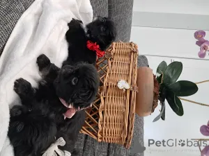 Фото №2 к объявлению №143144 о продаже пекинеса - купить в Швейцарии заводчик